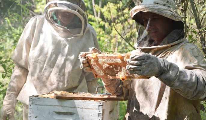 apicultura-en-el-gran-chaco:-producen-miel-organica-para-frenar-la-deforestacion-y-consolidar-el-arraigo-local