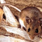 buenos-aires-province-reports-sharp-rise-in-hantavirus-cases
