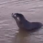 aparecio-un-lobo-marino-en-la-ribera-del-rio-de-la-plata