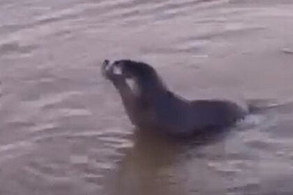 aparecio-un-lobo-marino-en-la-ribera-del-rio-de-la-plata