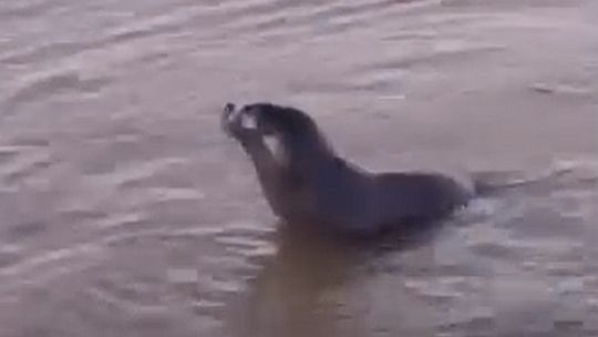 aparecio-un-lobo-marino-en-la-ribera-del-rio-de-la-plata