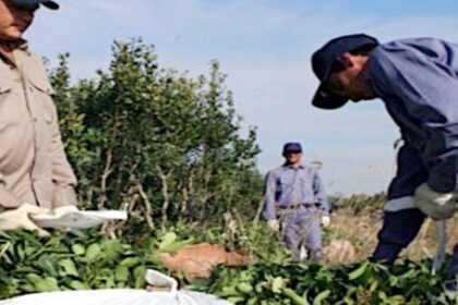 en-“qr!”-analizaron-la-perdida-de-ingresos-de-los-productores-yerbateros-tras-la-desregulacion-del-sector