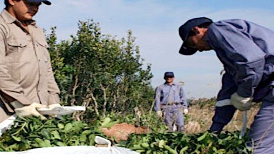 en-“qr!”-analizaron-la-perdida-de-ingresos-de-los-productores-yerbateros-tras-la-desregulacion-del-sector