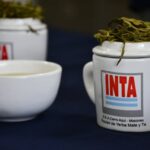 el-inta-evalua-cultivares-de-te-para-potenciar-el-desarrollo-del-te-de-especialidad-en-misiones