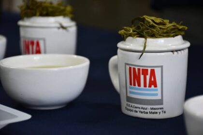 el-inta-evalua-cultivares-de-te-para-potenciar-el-desarrollo-del-te-de-especialidad-en-misiones