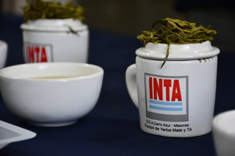 el-inta-evalua-cultivares-de-te-para-potenciar-el-desarrollo-del-te-de-especialidad-en-misiones