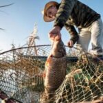 la-carpa-asiatica-invade-sudamerica-y-proponen-frenarla-con-barreras-electricas