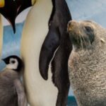 el-pinguino-emperador-y-el-lobo-marino-ingresaron-a-la-lista-de-especies-en-peligro-de-extincion