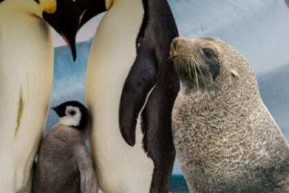 el-pinguino-emperador-y-el-lobo-marino-ingresaron-a-la-lista-de-especies-en-peligro-de-extincion