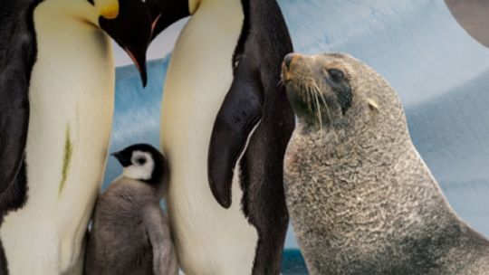 el-pinguino-emperador-y-el-lobo-marino-ingresaron-a-la-lista-de-especies-en-peligro-de-extincion