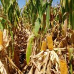 el-gobierno-tambien-bajara-las-retenciones-al-maiz,-girasol-y-sorgo-a-partir-de-2027:-como-sera-el-cronograma-de-reduccion