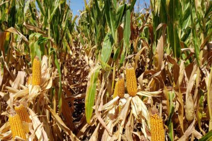 el-gobierno-tambien-bajara-las-retenciones-al-maiz,-girasol-y-sorgo-a-partir-de-2027:-como-sera-el-cronograma-de-reduccion