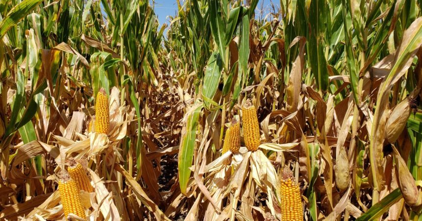 el-gobierno-tambien-bajara-las-retenciones-al-maiz,-girasol-y-sorgo-a-partir-de-2027:-como-sera-el-cronograma-de-reduccion