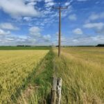 milei-announces-cut-in-export-duties-for-wheat,-barley,-soy