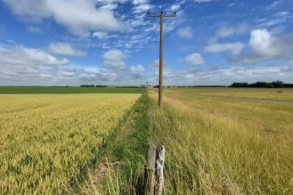 milei-announces-cut-in-export-duties-for-wheat,-barley,-soy