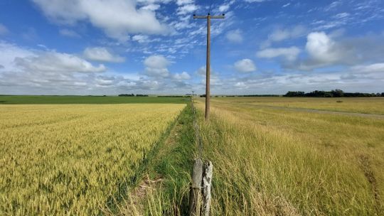 milei-announces-cut-in-export-duties-for-wheat,-barley,-soy