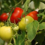 adios-a-los-agroquimicos-toxicos:-cientificos-argentinos-eliminaron-una-plaga-del-tomate-con-hongos-y-restos-de-brocoli