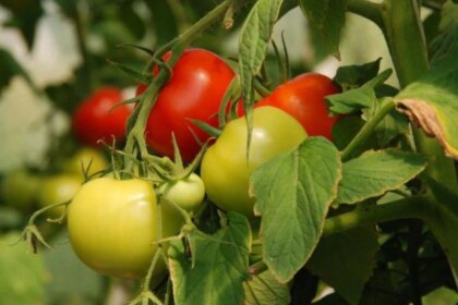 adios-a-los-agroquimicos-toxicos:-cientificos-argentinos-eliminaron-una-plaga-del-tomate-con-hongos-y-restos-de-brocoli