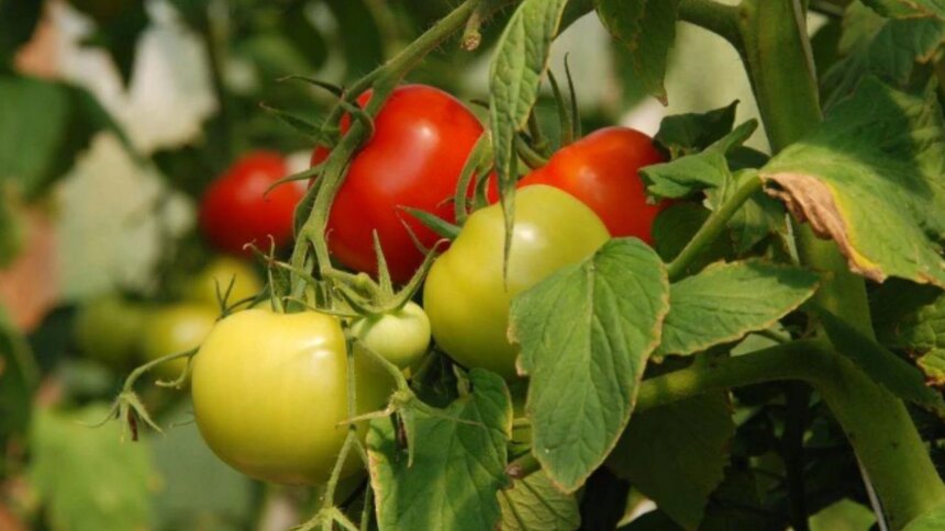 adios-a-los-agroquimicos-toxicos:-cientificos-argentinos-eliminaron-una-plaga-del-tomate-con-hongos-y-restos-de-brocoli