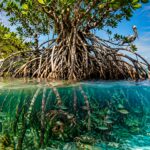 el-sorprendente-arbol-de-america-latina-que-crece-flotando-en-el-mar,-desaliniza-agua-de-oceanos-y-crea-su-propio-ecosistema.