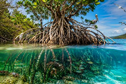 el-sorprendente-arbol-de-america-latina-que-crece-flotando-en-el-mar,-desaliniza-agua-de-oceanos-y-crea-su-propio-ecosistema.