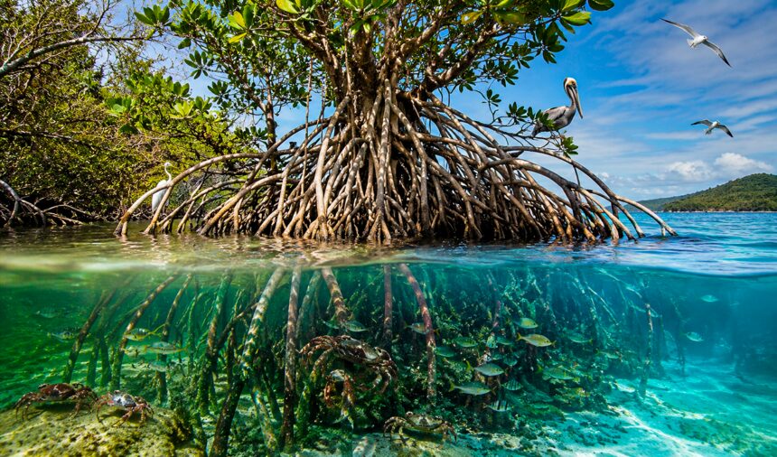 el-sorprendente-arbol-de-america-latina-que-crece-flotando-en-el-mar,-desaliniza-agua-de-oceanos-y-crea-su-propio-ecosistema.