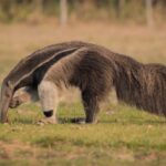 un-regreso-historico-a-america-latina-tras-mas-de-un-siglo:-el-oso-que-desaparecio-hace-130-anos-vuelve-a-ser-visto-en-brasil-y-argentina