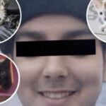 asesino-serial-de-gatitos:-acusan-a-un-macabro-chef-de-recoleta