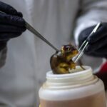 detectaron-un-segundo-caso-de-hantavirus-en-pasajeros-espanoles-del-crucero-mv-hondius-en-cuarentena-en-madrid
