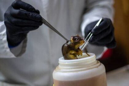 detectaron-un-segundo-caso-de-hantavirus-en-pasajeros-espanoles-del-crucero-mv-hondius-en-cuarentena-en-madrid