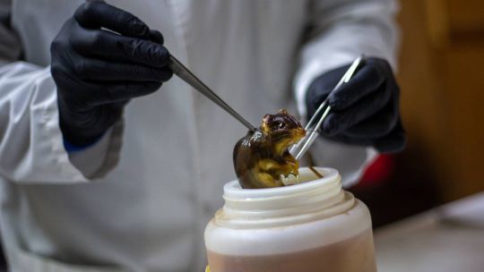 detectaron-un-segundo-caso-de-hantavirus-en-pasajeros-espanoles-del-crucero-mv-hondius-en-cuarentena-en-madrid