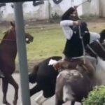 insolita-pelea-de-gauchos-cambio-el-libreto-del-festejo-del-25-de-mayo-en-berazategui