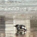 un-pinguino-con-heridas-aparecio-en-la-orilla-de-una-playa-centrica-de-mar-del-plata