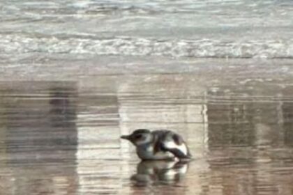 un-pinguino-con-heridas-aparecio-en-la-orilla-de-una-playa-centrica-de-mar-del-plata