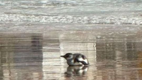 un-pinguino-con-heridas-aparecio-en-la-orilla-de-una-playa-centrica-de-mar-del-plata