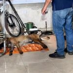“voy-a-matar-a-todos-esos-perros-y-a-la-duena-tambien”:-acuso-a-su-vecino-por-quitarle-la-vida-a-su-mascota-en-candelaria