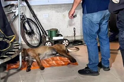 “voy-a-matar-a-todos-esos-perros-y-a-la-duena-tambien”:-acuso-a-su-vecino-por-quitarle-la-vida-a-su-mascota-en-candelaria