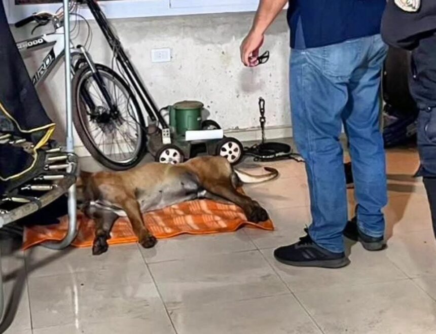 “voy-a-matar-a-todos-esos-perros-y-a-la-duena-tambien”:-acuso-a-su-vecino-por-quitarle-la-vida-a-su-mascota-en-candelaria