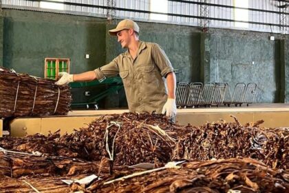 misiones-|-el-acopio-tabacalero-de-la-campana-2025/26-supero-al-del-ano-pasado-y-marco-un-nuevo-record-con-mas-de-40-millones-de-kilos