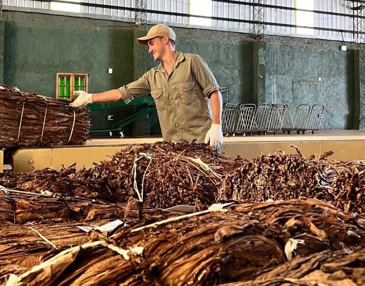 misiones-|-el-acopio-tabacalero-de-la-campana-2025/26-supero-al-del-ano-pasado-y-marco-un-nuevo-record-con-mas-de-40-millones-de-kilos
