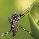 cambio-climatico-y-salud-global:-advierten-que-el-virus-chikungunya-podria-expandirse-hacia-europa-y-america-del-norte