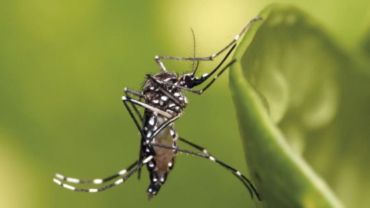 cambio-climatico-y-salud-global:-advierten-que-el-virus-chikungunya-podria-expandirse-hacia-europa-y-america-del-norte