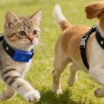 como-funciona-el-primer-collar-del-mundo-que-traduce-los-ladridos-y-maullidos-de-las-mascotas?