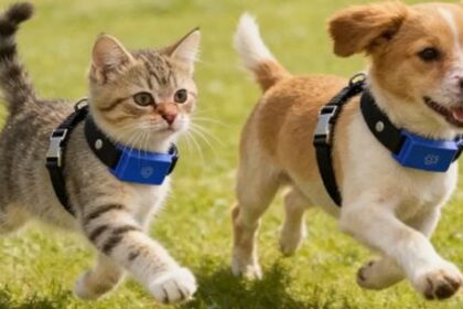 como-funciona-el-primer-collar-del-mundo-que-traduce-los-ladridos-y-maullidos-de-las-mascotas?