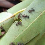 sanidad-forestal-y-rentabilidad:-un-estudio-del-inta-establece-el-umbral-economico-para-el-control-de-hormigas-cortadoras