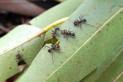 sanidad-forestal-y-rentabilidad:-un-estudio-del-inta-establece-el-umbral-economico-para-el-control-de-hormigas-cortadoras