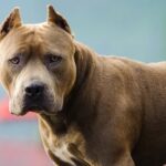 santa-fe:-dos-pitbulls-atacaron-a-una-mujer-y-la-dejaron-con-graves-lesiones