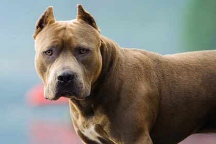 santa-fe:-dos-pitbulls-atacaron-a-una-mujer-y-la-dejaron-con-graves-lesiones