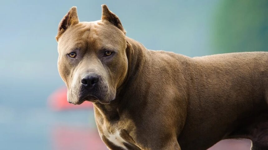 santa-fe:-dos-pitbulls-atacaron-a-una-mujer-y-la-dejaron-con-graves-lesiones