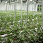una-empresa-chaquena-exportara-cannabis-medicinal-a-nueva-zelanda-y-proyecta-nuevos-mercados-en-europa-y-canada